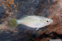 picture of Australian Rainbow Reg                                                                               Melanotaenia splendida australis