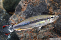 picture of Madagascar Rainbow Reg                                                                               Bedotia geayi