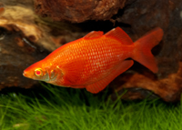 picture of Albino Orange Millennium Rainbow Male Reg                                                            Glossolepis pseudoincisus 'Albino'