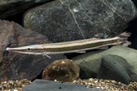 picture of Striped Gar SA Med                                                                                   Boulengerella laterstrigata 