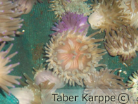 picture of Haitian Pink Tip Anemone Med                                                                         Condylactis passiflora