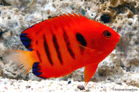 picture of Flame Angel Med                                                                                      Centropyge loricula
