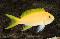 picture of Orange Square Anthias Female Med                                                                     Pseudanthias pleurotaenia