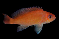 picture of Pink Anthias Med                                                                                     Pseudanthias spp.