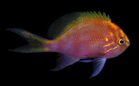 picture of Sunburst Anthias Med                                                                                 Serranocirrhitus latus