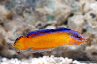 picture of Arabian Neon Pseudochromis Tank Raised Med                                                           Pseudochromis aldabraensis