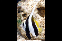 picture of Black & White Heniochus Sml                                                                          Heniochus acuminatus