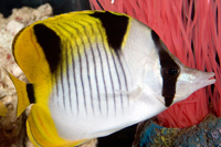 picture of Double Saddle Butterfly Sml                                                                          Chaetodon ulietensis