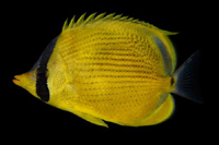 picture of Semeion Butterfly Med                                                                                Chaetodon semeion