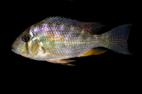 picture of Acarichthys Heckelii Cichlid M/L                                                                     Acarichthys heckelii