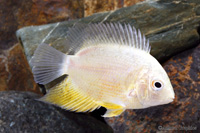 picture of Gold Severum Cichlid M/S                                                                             Heros severus 'Gold'