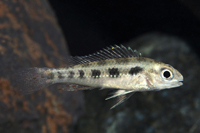 picture of Checkerboard Cichlid Reg                                                                             Dicrossus filamentosus