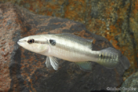 picture of Pike Cichlid Colombia Med                                                                            Crenicichla saxatilis