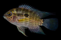 picture of Aequidens Patricki Cichlid Reg                                                                       Aequidens patricki