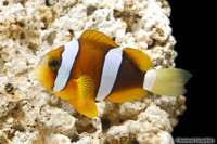 picture of Clarkii Clownfish Tank Raised Med                                                                    Amphiprion clarkii