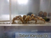 picture of Spider Crab Med                                                                                      Camposcia retusa