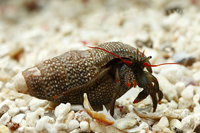 picture of Mexican Red Leg Hermit Crab Sml                                                                      Clibanarius sp.