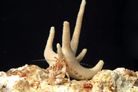 picture of Staghorn Hermit Crab Med                                                                             Manucomplanus varians