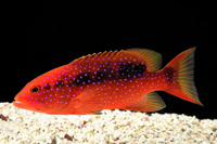 picture of Cherry/Skunk Grouper Med                                                                             Variola louti