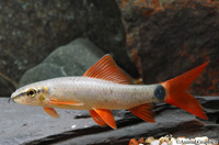 picture of Rainbow Shark Med                                                                                    Epalzeorhynchus frenatus