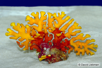 picture of Lace Coral Med                                                                                       Distichopora sp.