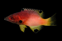 picture of Axilspot Hogfish Med                                                                                 Bodianus axillaris