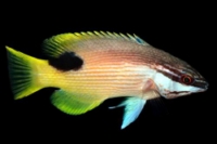 picture of Saddle Hogfish Lrg                                                                                   Bodianus bilunulatus