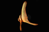 picture of Pinnatus Batfish Sml                                                                                 Platax pinnatus