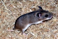 picture of Chinese Dwarf Hamster                                                                                Cricetulus griseus