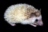 picture of Hedgehog Male *USDA License Required                                                                 Erinaceus albiventris