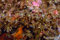 picture of Green Star Polyps Med                                                                                Pachyclavularia violacea