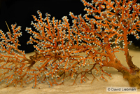 picture of Blueberry Sea Fan Med                                                                                Swiftia sp.