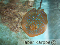 picture of Blue Spot Stingray Med                                                                               Taeniura lymma