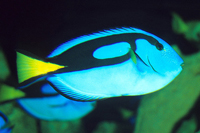 picture of Blue Regal Hippo Tang Xlg                                                                            Paracanthurus hepatus