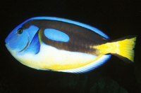 picture of Yellow Belly Blue Regal Hippo Tang Africa Lrg                                                        Paracanthurus hepatus