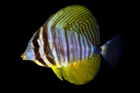 picture of Desjardini Sailfin Tang Red Sea Tny                                                                  Zebrasoma desjardini