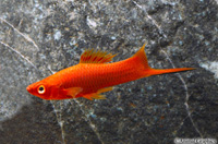 picture of Velvet Swordtail Reg                                                                                 Xiphophorus helleri