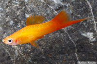 picture of Marigold Swordtail Reg                                                                               Xiphophorus helleri