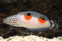 picture of Twin Spot Coris Wrasse Juvenile Sml                                                                  Coris aygula