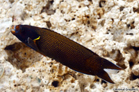 picture of Cometa Wrasse Med                                                                                    Labropsis xanthonota