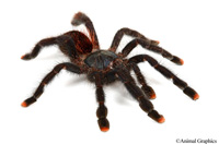 picture of Pink Toe Tarantula Guyana Med                                                                        Avicularia avicularia