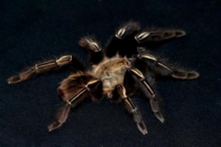 picture of Skeleton Tarantula Med                                                                               Ephebopus murinus