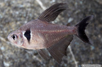 picture of Black Phantom Tetra Reg                                                                              Hyphessobrycon megalopterus