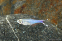 picture of Blue Tetra Reg                                                                                       Boehlkea fredcochui