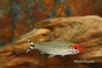 picture of Rummynose Tetra Reg                                                                                  Hemigrammus rhodostomus