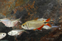 picture of Buenos Aires Tetra Reg                                                                               Hemigrammus caudovittatus