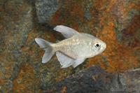 picture of Diamond Tetra Reg                                                                                    Moenkhausia pittieri