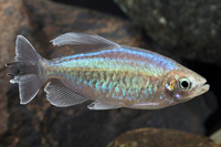 picture of Congo Tetra Xlg                                                                                      Phenacogrammus interruptus