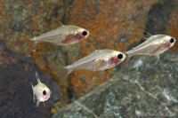 picture of X-Ray Tetra Reg                                                                                      Pristella maxillaris