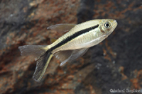 picture of Penguin Tetra Reg                                                                                    Thayeria boehlkei